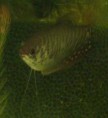 Čichavec zlatý - Trichogaster trichopterus sumatranus - gold